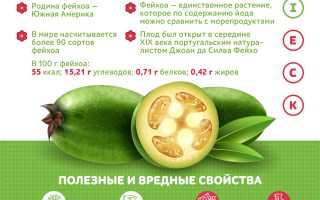 Польза и различные свойства экзотического плода фейхоа