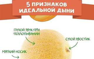 Состав и калорийность дыни