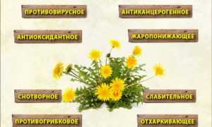 Какие есть полезные свойства у одуванчика?