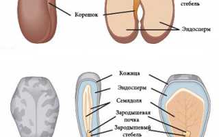 Состав семян