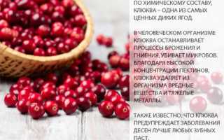 Клюква: состав, калорийность