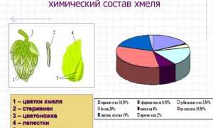Состав, витамины и микроэлементы хмеля