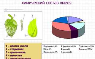 Состав, витамины и микроэлементы хмеля