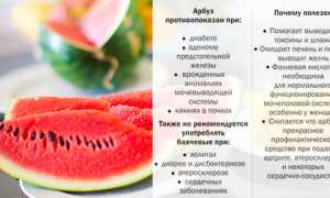 Состав и калорийность арбуза