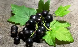 Смородина: описание, сорта и нюансы выращивания кустарника