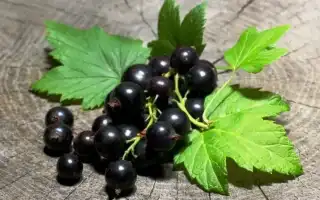 Смородина: описание, сорта и нюансы выращивания кустарника