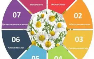 Чем полезен ромашковый чай для женщин?