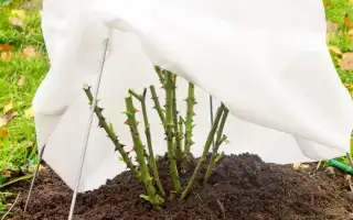 Почему необходимо укрывать розы на зиму