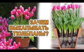 Зачем выкапывать тюльпаны