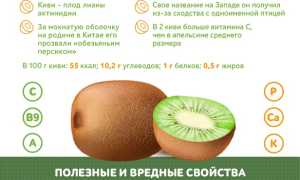 Состав и калорийность киви