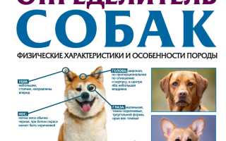 Описание породы и характеристики