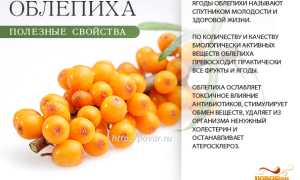 Основные вещества и эффекты: ягоды облепихи
