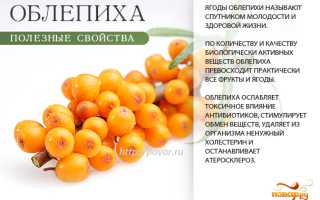 Основные вещества и эффекты: ягоды облепихи