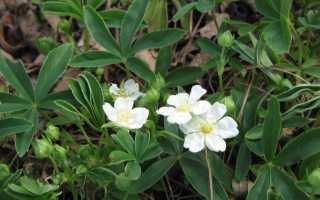 Лапчатка белая (Potentilla alba): химический состав