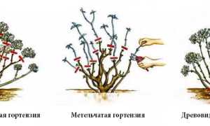 Сроки обрезки гортензии весной