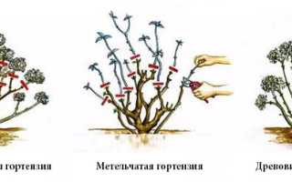 Сроки обрезки гортензии весной
