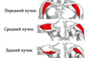Задние плечевые дельты