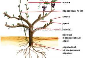 Строение и названия частей виноградной лозы